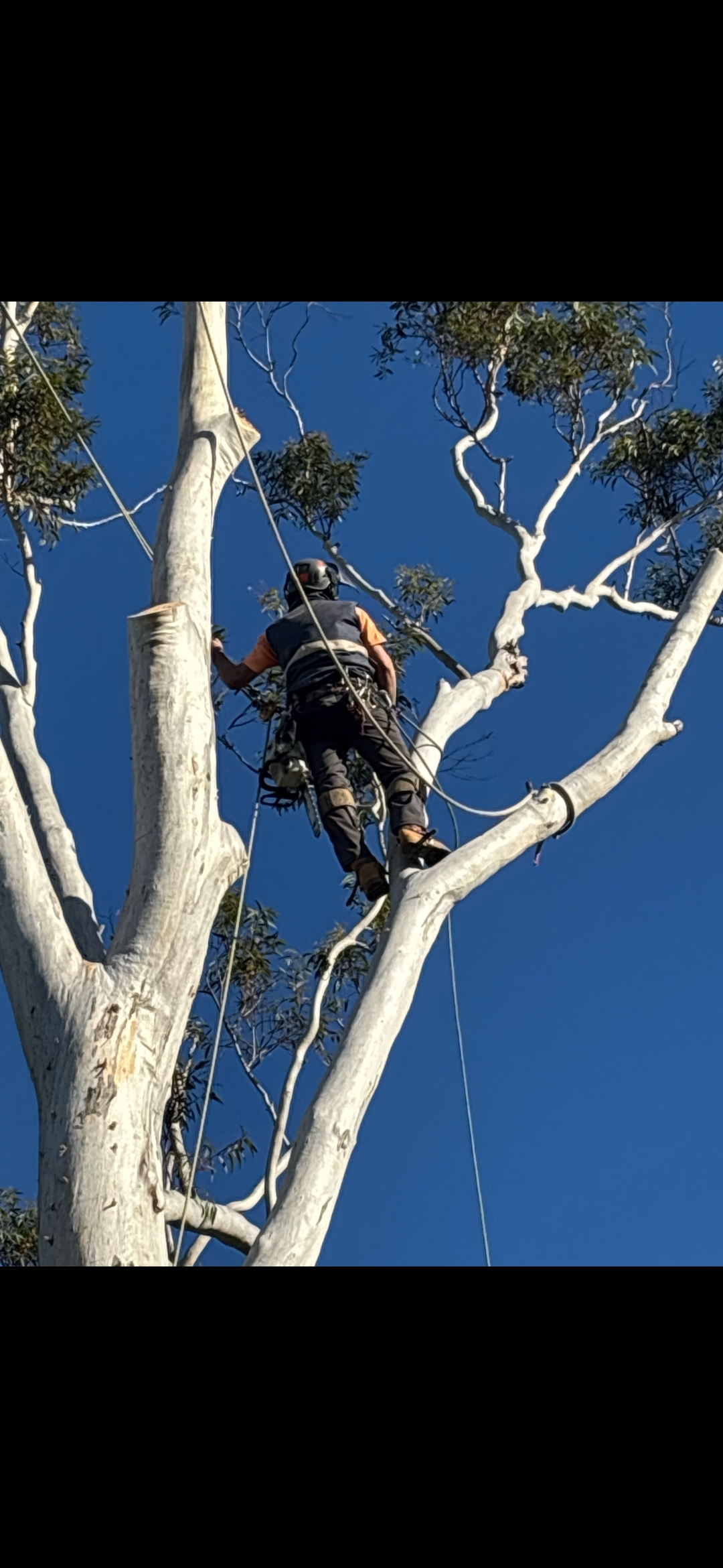 The image showcases a tree specialist from Nowra Tree Service engaged in an aerial task atop a large Eucalyptus tree. Clad in safety gear, including a helmet and harness, the arborist is seen skillfully navigating the tree's branches, which are stark against the vibrant blue sky. The tree boasts a white trunk with a smooth bark texture and lush green foliage. The specialist appears to be performing maintenance or assessment, highlighting their expertise in tree care. This image encapsulates the vital provision of professional tree services, ensuring the health and safety of the trees in the Nowra area.