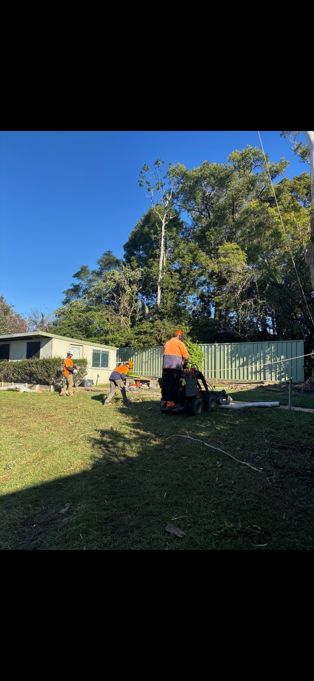 The image depicts a team of tree specialists from Nowra Tree Service in the process of conducting tree maintenance work in a residential area. Several workers, clad in bright orange safety gear, are engaged in various tasks. One individual operates a stump grinder, efficiently processing tree stumps on a well-manicured lawn. In the background, other team members are involved in additional tree care activities, such as chipping branches and clearing debris. The backdrop features a dense array of trees under a clear blue sky, emphasising the nature of the work being performed. The well-maintained garden area indicates that this service is being carried out professionally and with respect to the surrounding environment.