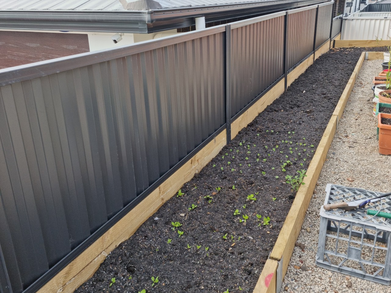 The image shows a long, well-maintained garden bed with freshly turned soil, bordered by a sturdy metal fence. Tiny green seedlings are visible, indicating new growth. The gardening area is tidy, with a gravel pathway beside it. The background features a roof and part of a building, suggesting an urban setting.