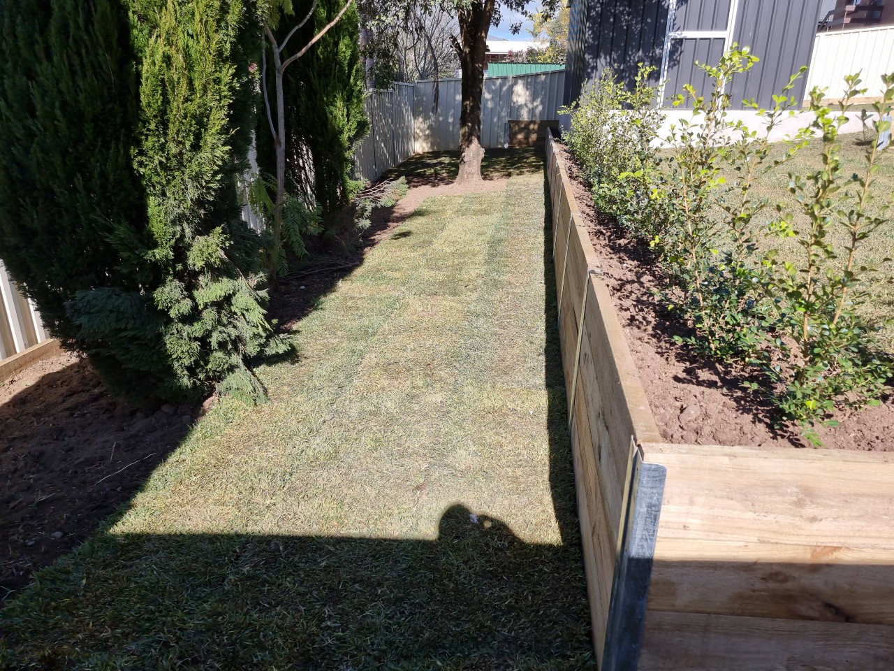 The image showcases a well-manicured lawn that has been freshly laid with turf. A narrow pathway runs alongside dense greenery, including tall coniferous trees on one side and a raised garden bed on the other. The garden bed features young plants that are neatly arranged, enhancing the overall aesthetics of the area. The scene is well-lit, indicating a sunny day, and the landscape appears to be well-maintained and inviting.