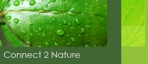 Logo for Gifts Australia Wide From Connect2Nature