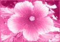 Deraly Fleming Dermal Fillers Clinic Logo