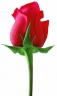 Roses, Flowers & Gift Baskets Sydney