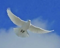 Logo for White Dove Funerals Melbourne & East Gippsland