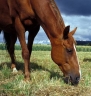 Horse Whispers Animal Communication Logo