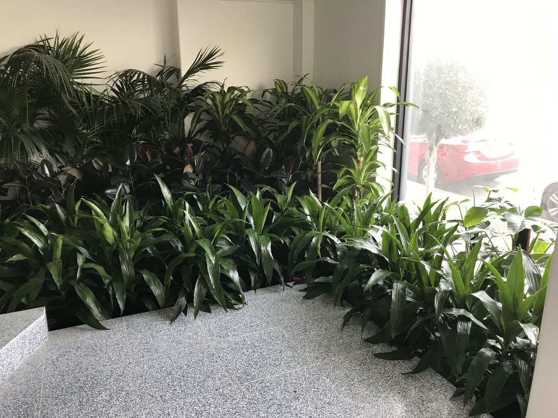 Luwasa Indoor Plant Hire