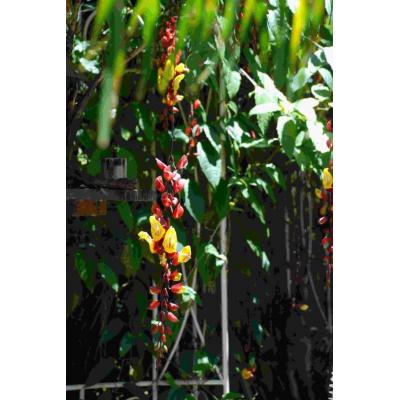 Beautiful Exotic Indian Glove Vine