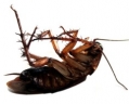 Logo for Pest Control S/W Sydney