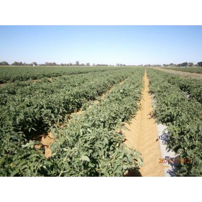 lively heathy crop. no variances between bio and plastic film