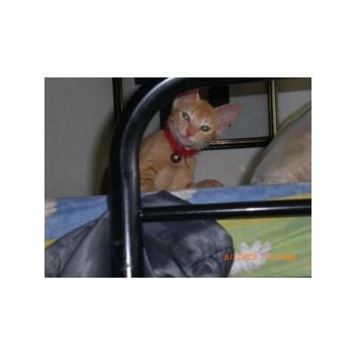Happy Cats Services Pet Care Griffith