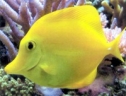Logo for Aquarium Service Sutherland Shire
