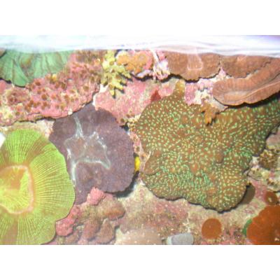 Looking into to top of one of my Marine Aquariums