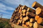 Logo for Hardwood Logging Victoria