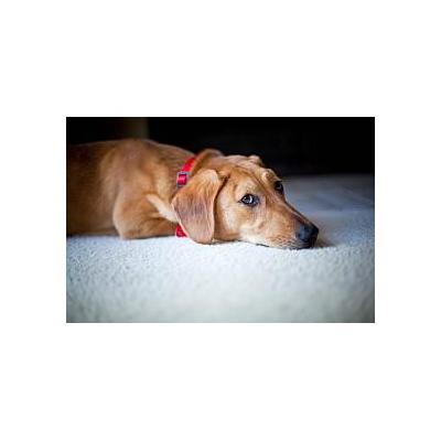 Carpet & Upholstery Cleans Melbourne