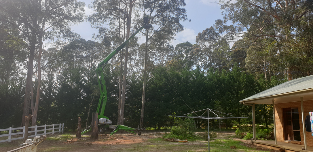 Bay and basin tree service