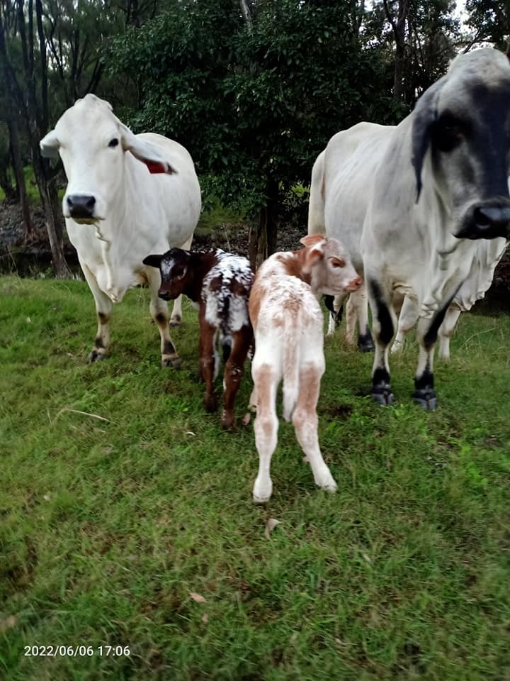 The image shows a serene rural scene featuring two adult white cows and two calves in a lush green field. The cows appear calm, grazing peacefully, which encapsulates the tranquil environment favoured by guests at Yalbaroo Scenic Rim Retreat. This picturesque setting is ideal for holidaymakers seeking a relaxing escape in nature, showcasing the close connection to the local wildlife and farming atmosphere prevalent in the Cainbable region. Such scenes enhance the retreat's rustic charm, offering guests a chance to unwind amidst natural beauty.