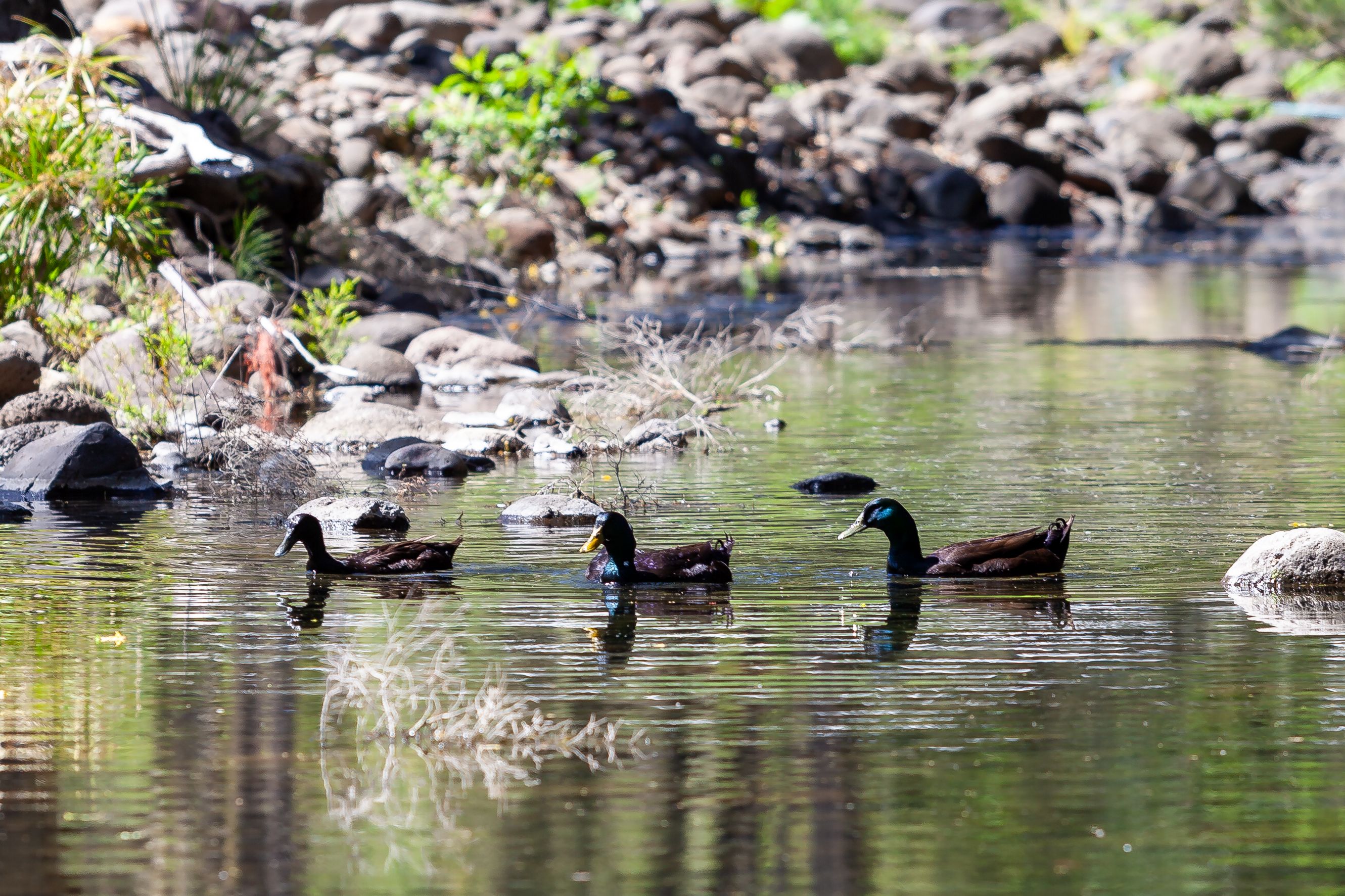 The image depicts a serene scene along a calm watercourse within the scenic surrounds of Yalbaroo Scenic Rim Retreat. Four ducks are gracefully floating on the water, showcasing a moment of tranquility that complements the retreat's tranquil atmosphere. The natural environment is characterised by lush greenery and smooth stones lining the riverbank, offering an inviting view that guests can enjoy during their stay. This idyllic setting provides an ideal backdrop for relaxation, photography, or wildlife observation, perfectly reflecting the retreat's commitment to connecting guests with nature in the picturesque Cainbable region.