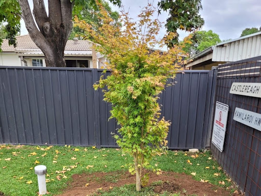 The image shows a young maple tree planted in a grassy area, enclosed by a dark metal fence for privacy. The tree displays vibrant green leaves tinged with orange hues, indicating the onset of autumn or a change in season. This scene reflects a well-maintained outdoor space, possibly in a residential area of Mulgoa. The presence of the tree signifies environmentally conscious landscaping, which could enhance overall property value. Maintaining landscaping is an aspect considered by homeowners alongside plumbing services, as both contribute to home aesthetics and functionality. Penrith City Plumbing Services may highlight their respect for outdoor spaces when performing installations or repairs nearby, ensuring minimal disruption to such landscapes while providing quality service.