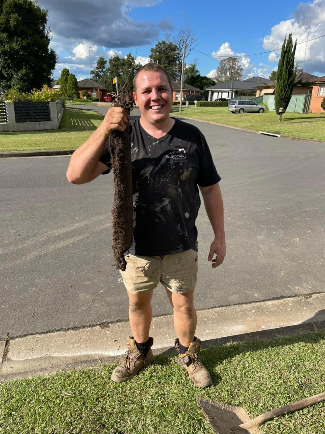 In the image, a cheerful plumber stands on a suburban street, visibly engaged in his work. He is wearing a black t-shirt and shorts that are covered in dirt, indicating that he has been involved in a physically demanding plumbing task. The plumber is proudly holding up a long, thick mass of roots, likely pulled from a client’s drainage system, signifying that he has successfully cleared a blockage. The residential setting in the background, with neat lawns and houses, suggests that he is servicing local homes in the Mulgoa area or neighbouring suburbs serviced by Penrith City Plumbing Services. This visual captures the essence of a dedicated plumber resolving plumbing issues, showcasing their expertise and the tangible results of their work.