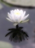 IlluminEssence Kinesiology