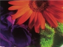 Logo for All Flowers of Blaxland