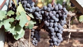 Logo for The Wineyard 