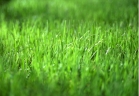 The Lawn Doctor Turf Logo