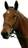 Logo for Cedar Springs Horses Inc