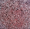 Australian Bark Art @ JUICY BARK Logo