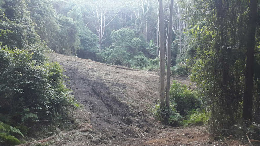 The image depicts a cleared area of land within a lush green forest, showing a contrast between the denuded space and the surrounding dense vegetation. The ground appears recently disturbed, indicating recent land clearing activities. Stumps and cut vegetation may be visible, showcasing the process of preparing the land for future use or tree maintenance. This setting is relevant for arborist services, particularly those focusing on land clearing, fire trails, and maintaining safe areas within wooded landscapes.