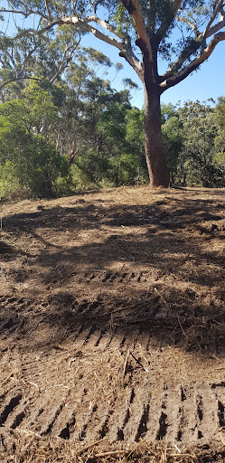 The image depicts a cleared area in a natural setting, showing evidence of land preparation for potential tree services by Reeper Mulching. The ground is covered with a mixture of dirt and remnants of mulch, indicating recent mulching or land clearing activities. An impressive eucalyptus tree stands majestically in the background, suggesting it's part of the landscape that may have been assessed for health and maintenance by arborists. The area appears to be prepared, possibly for fire trails or to enhance safety against bushfires, which aligns with the services provided by Reeper Mulching. The surrounding greenery indicates a healthy ecosystem that needs careful management, highlighting the importance of professional tree services in maintaining ecological balance in Bateau Bay and nearby locations.