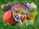 Logo for Face Painting Children's Parties Sydney by Nat's Fancy Faces
