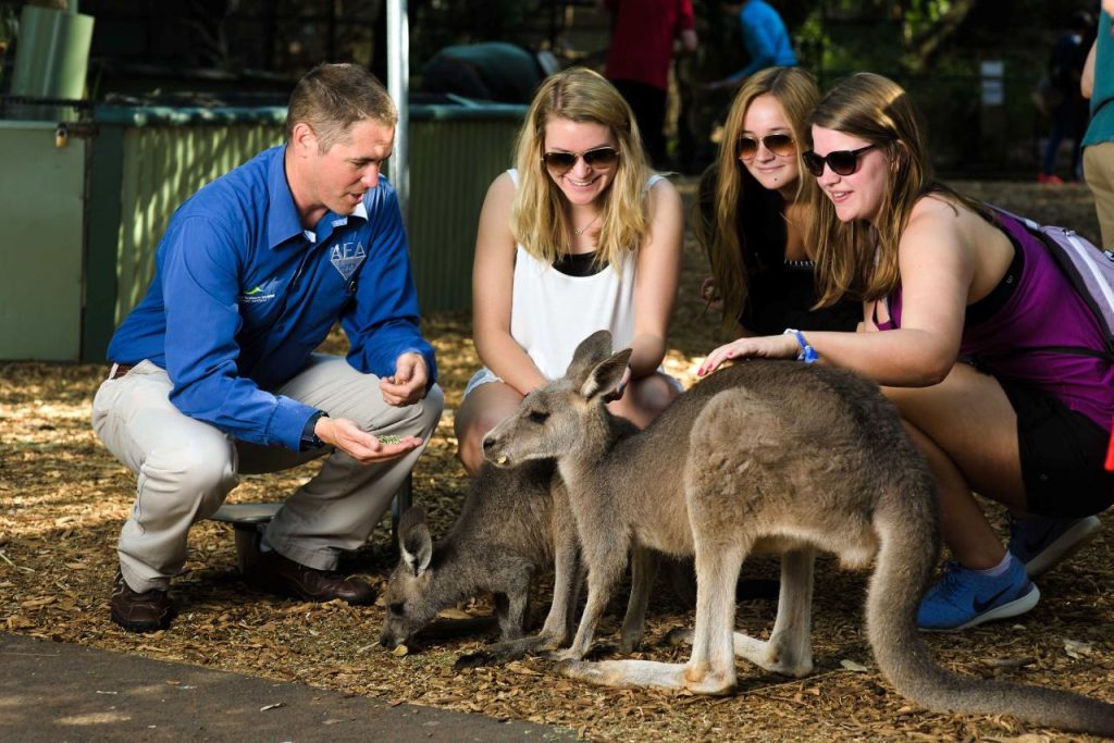 AEA Luxury Tours