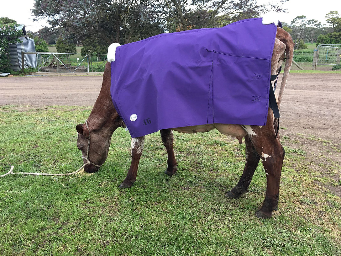 Cow Covers