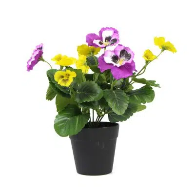 Designer Plants