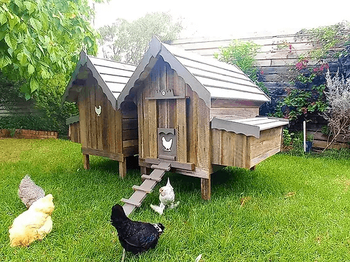 My Cosy Coop