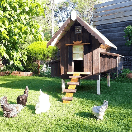 Chicken Coops