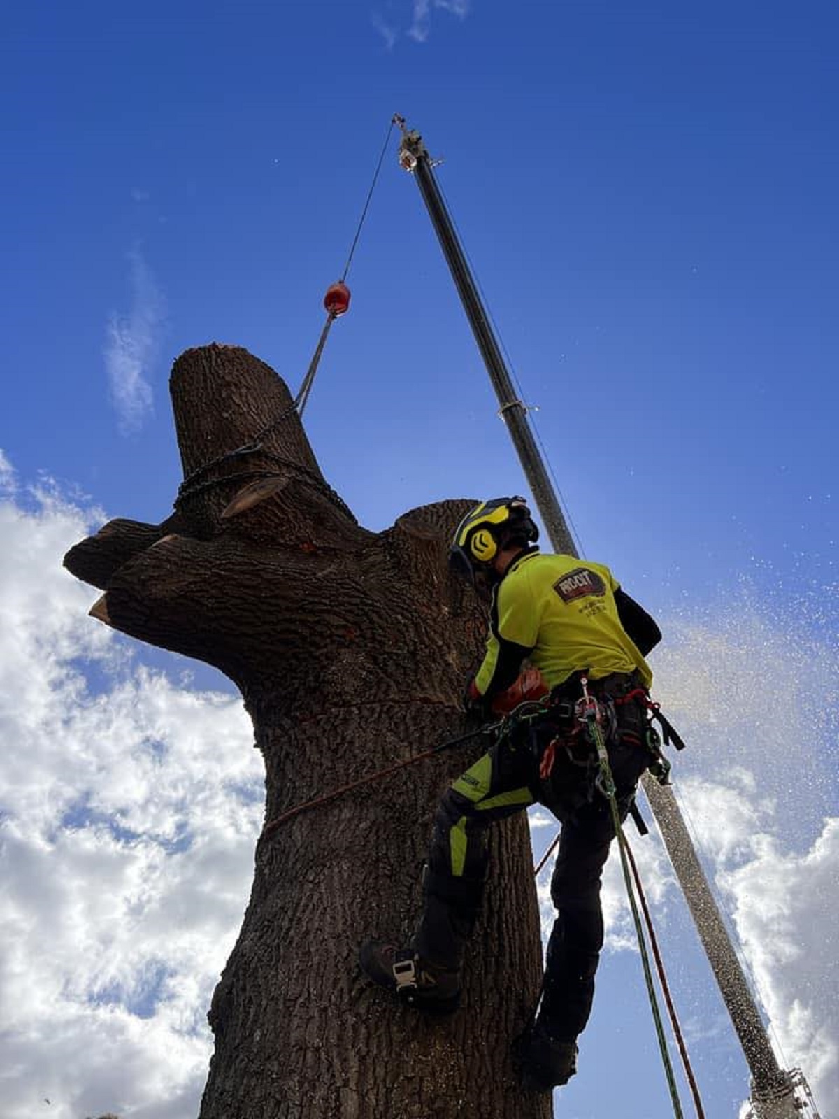 Pro-Cut Tree Services