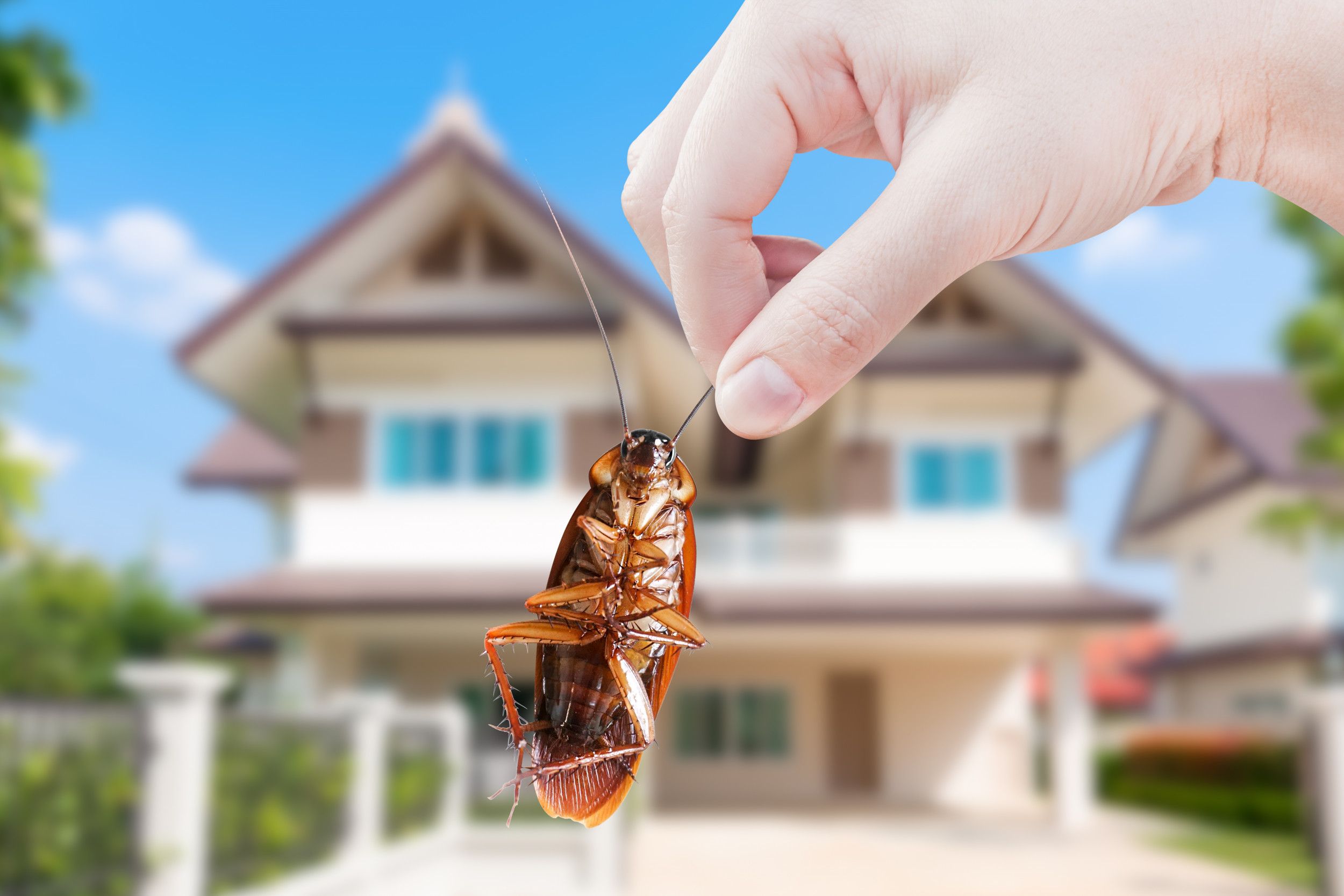 Cockroach Pest Control