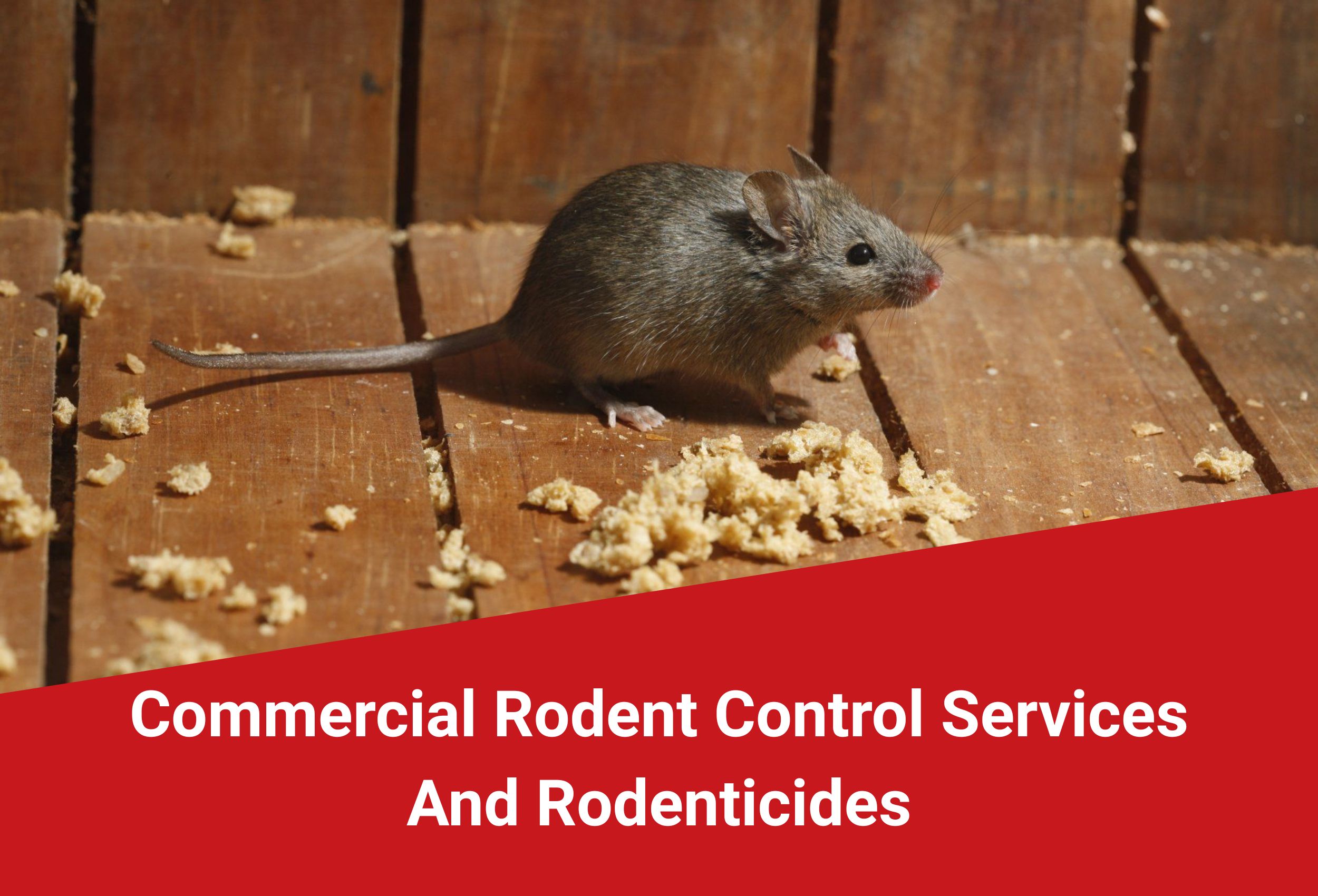 Rodent Control