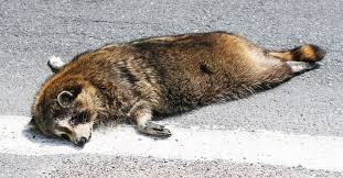 Instant Dead Animal Removal