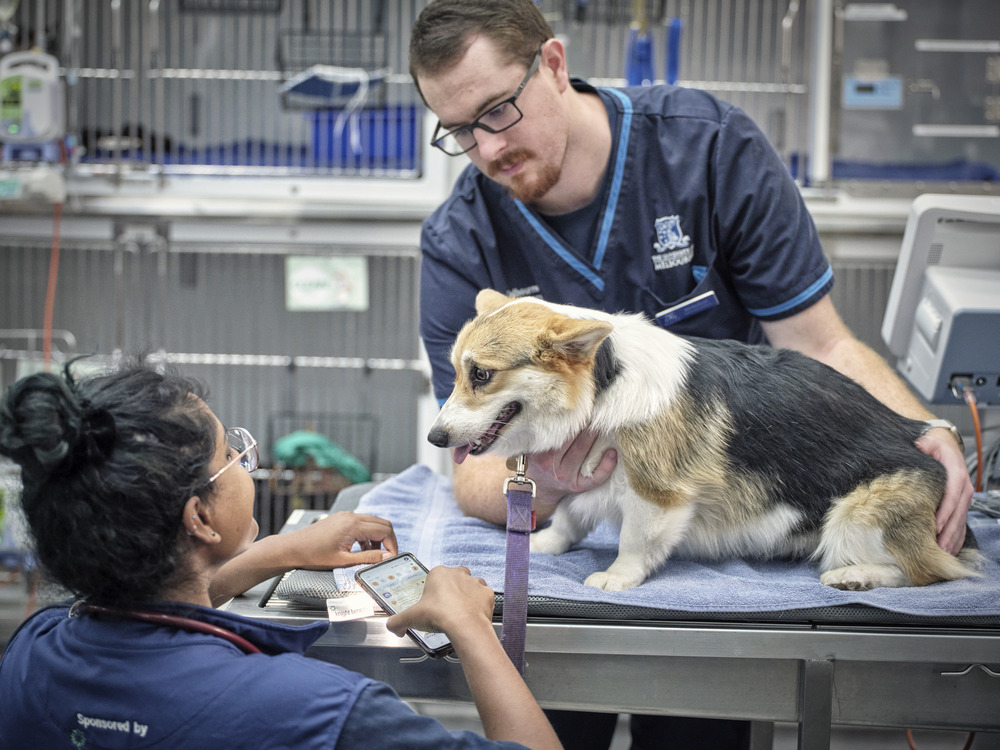 Melbourne Animal Referral Services