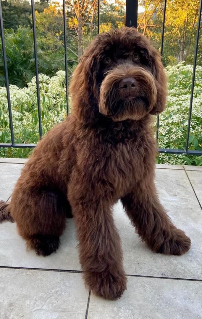Scawoo Australian Cobberdogs Logo