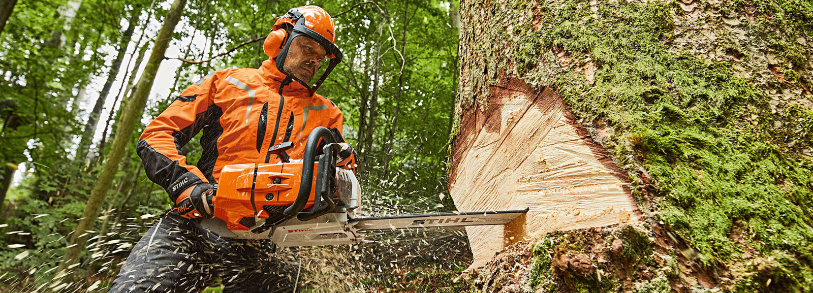 Quality Tree Procedures Pty Ltd