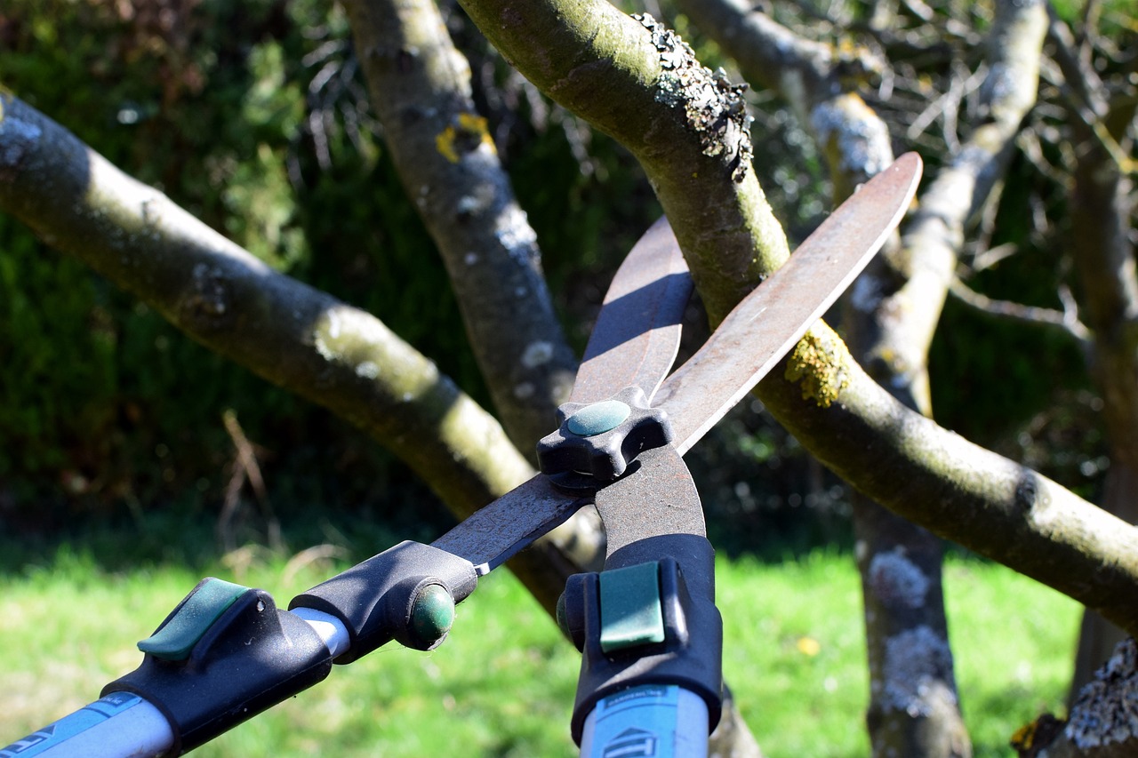 Yeppoon Tree Services