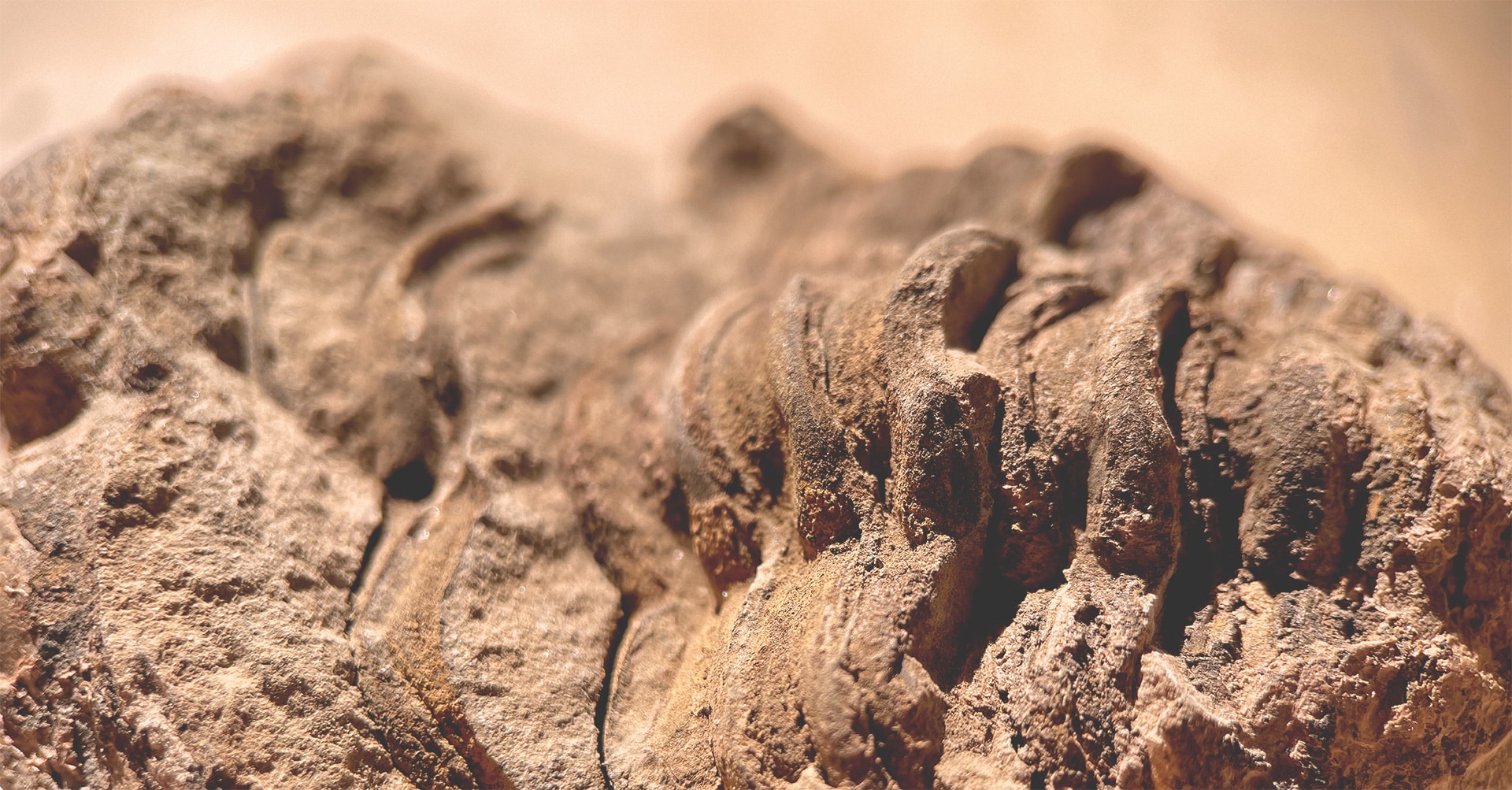Termites Gone Townsville