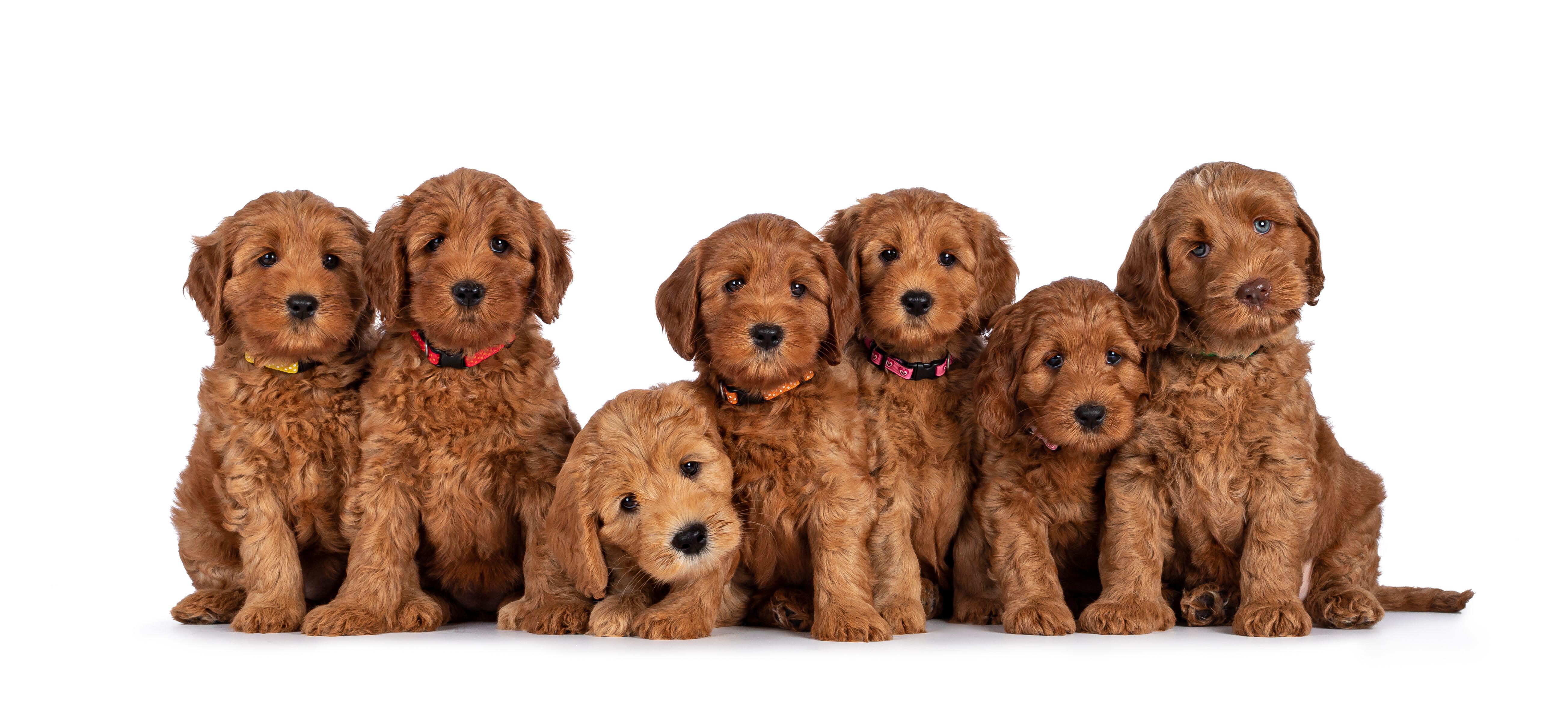 KooeeKeis Australian Cobberdogs