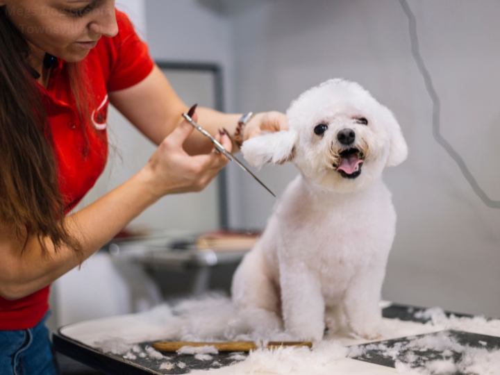 Megs Dog Grooming Townsville QLD