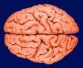 Logo for Dr. Sarah Olson Neurosurgeon MBChB MPhil FRACS