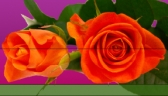 Logo for Flower Growers & Suppliers Melbourne